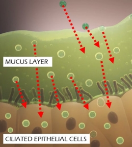 Mucus Layer Penetration