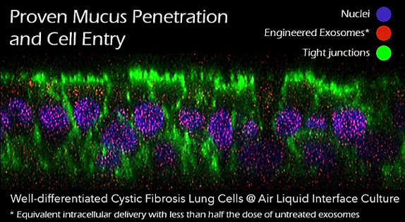 Proven mucus penetration and cell entry
